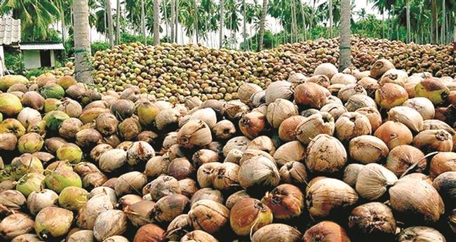 വെെ​കി​ല്ല, തേ​ങ്ങ കി​ലോ 100 രൂ​പ, വെ​ളി​ച്ചെ​ണ്ണ 500
